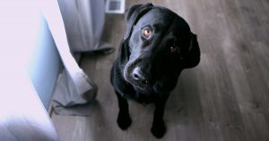 A black Labrador Retriever dog stares at the camera and tilts their head